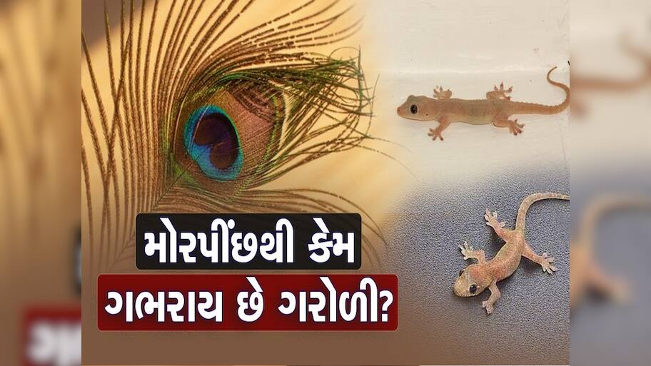 ઘરમાં ગરોળી મચાવે છે આતંક? ભગાડવાના આ છે અસરકારક ઉપાય, પછી ક્યારેય નહીં મળે જોવા!
