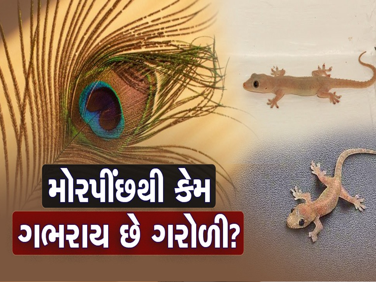 ઘરમાં ગરોળી મચાવે છે આતંક? ભગાડવાના આ છે અસરકારક ઉપાય, પછી ક્યારેય નહીં મળે જોવા! ઘરમાં ગરોળી મચાવે છે આતંક? ભગાડવાના આ છે અસરકારક ઉપાય, પછી ક્યારેય નહીં મળે જોવા!