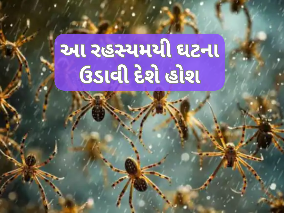 આ શહેરમાં અચાનક આકાસમાંથી વરસ્યા સેંકડો કરોળિયા, આ ડરામણી ઘટના પાછળ શું હકીકત? આ શહેરમાં અચાનક આકાસમાંથી વરસ્યા સેંકડો કરોળિયા, આ ડરામણી ઘટના પાછળ શું હકીકત?