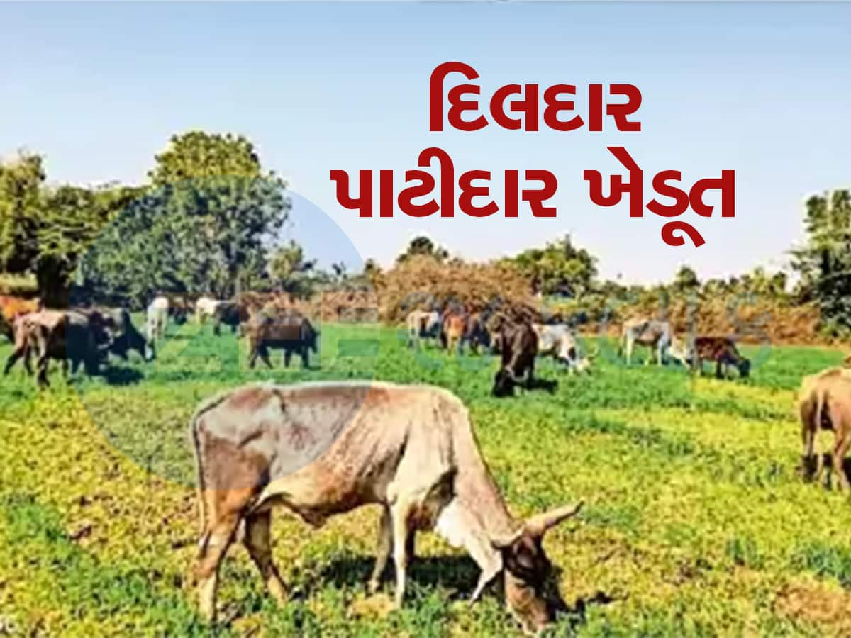 છપ્પનની છાતીવાળા પાટીદારની અનોખી સેવા! સમૂહલગ્ન માટે જમીન આપવા 25 વીઘા ઘઉંનો પાક ગાયોને ખવડાવી દીધો