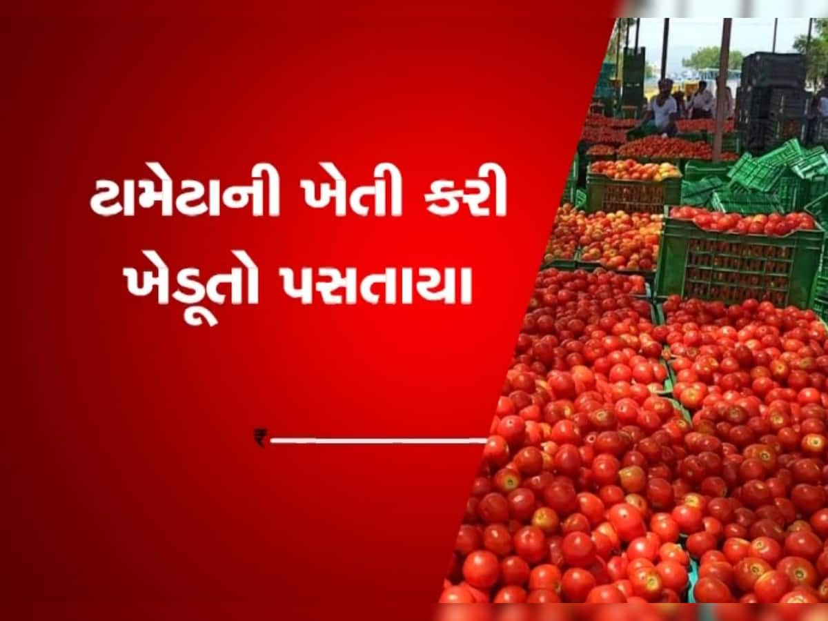 ટામેટાની ખેતી કરતા ખેડૂતોને રડવાનો વારો આવ્યો, બજાર ભાવ ન મળતા લાખોનું નુકસાન