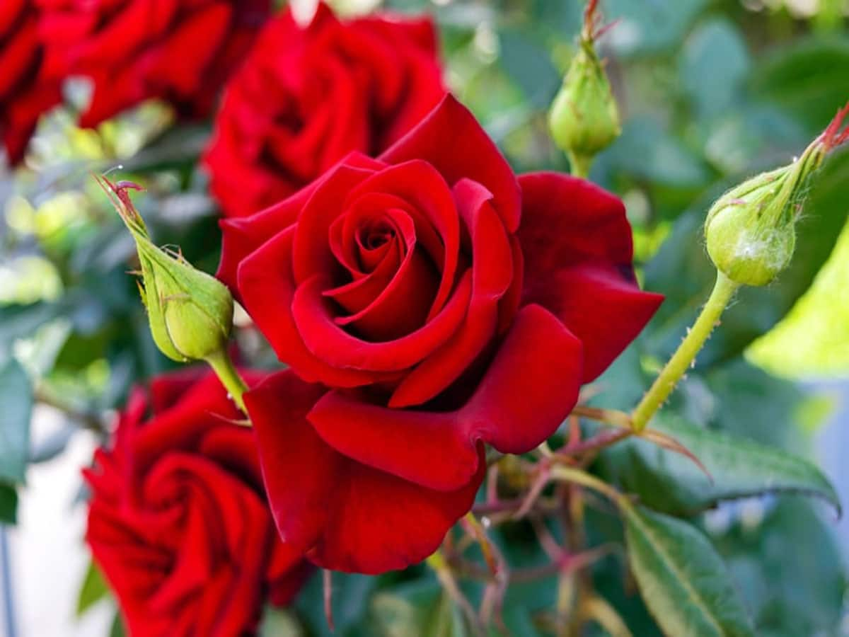 Rose Plant: આ ટીપ્સ ફોલો કરશો તો ગુલાબના છોડમાં ઝડપથી આવશે મોટા મોટા ફૂલ