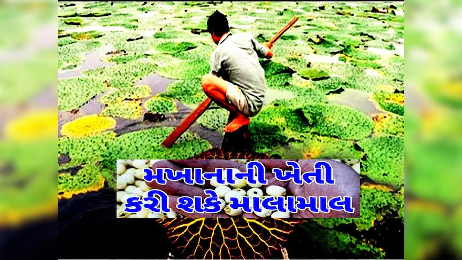 આ સુપરફૂડની ખેતીથી કરો કરોડોની કમાણી, જાણો આ અદ્ભુત બિઝનેસ આઈડિયા વિશે