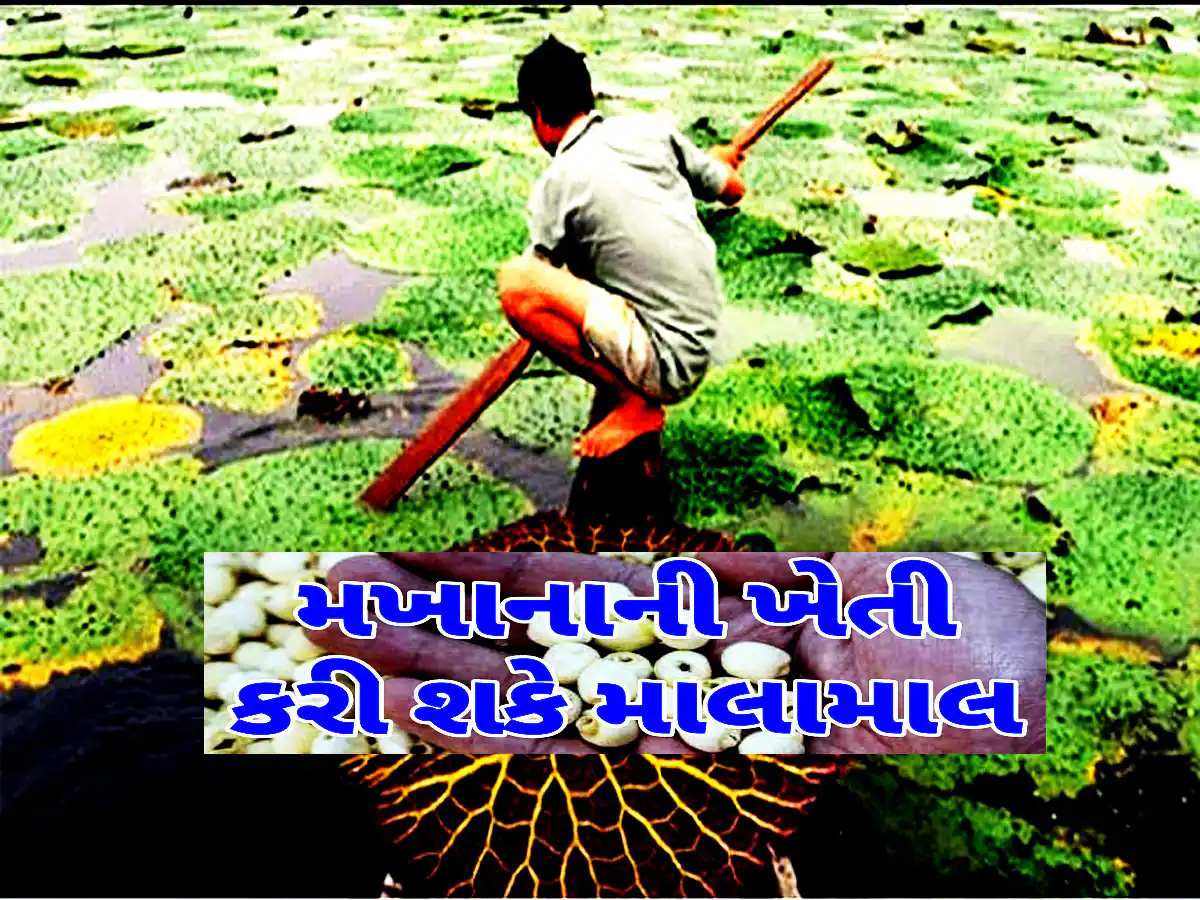 આ સુપરફૂડની ખેતીથી કરો કરોડોની કમાણી, જાણો આ અદ્ભુત બિઝનેસ આઈડિયા વિશે આ સુપરફૂડની ખેતીથી કરો કરોડોની કમાણી, જાણો આ અદ્ભુત બિઝનેસ આઈડિયા વિશે