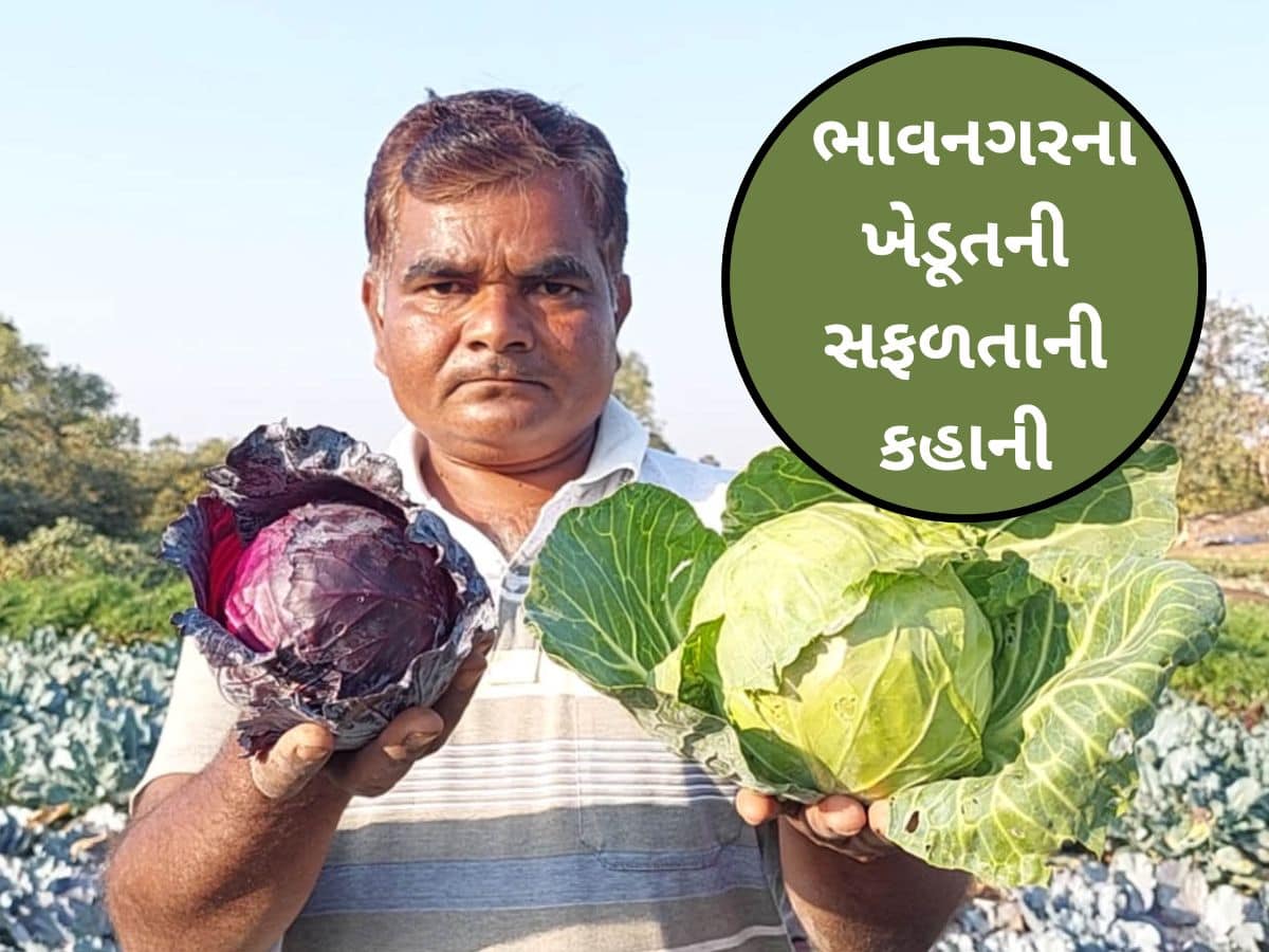 આ ગુજ્જુ ખેડૂત પાસેથી શીખો ઓર્ગેનિક ખેતીની પદ્ધતિ! 10 વર્ષથી 10 વિધામાં ખેતી કરી બન્યો લખપતિ!