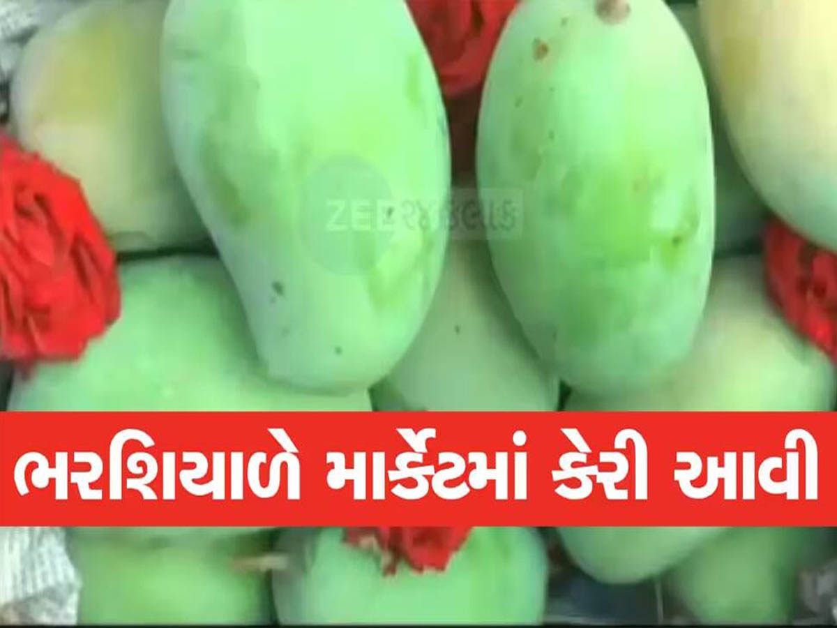 ભરશિયાળે લોકોમાં કૂતુહલ! જૂનાગઢના બજારમાં કેસર કેરીનું આગમન, જાણો એક કિલોનો શું છે ભાવ? ભરશિયાળે લોકોમાં કૂતુહલ! જૂનાગઢના બજારમાં કેસર કેરીનું આગમન, જાણો એક કિલોનો શું છે ભાવ?