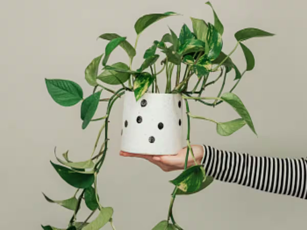 Money Plant: બારેમાસ મની પ્લાંટ રહેશે ખીલેલો, ગ્રોથ પણ થશે ઝડપી, મની પ્લાંટમાં નાખી દેજો 2 ચમચી આ પાવડર Money Plant: બારેમાસ મની પ્લાંટ રહેશે ખીલેલો, ગ્રોથ પણ થશે ઝડપી, મની પ્લાંટમાં નાખી દેજો 2 ચમચી આ પાવડર