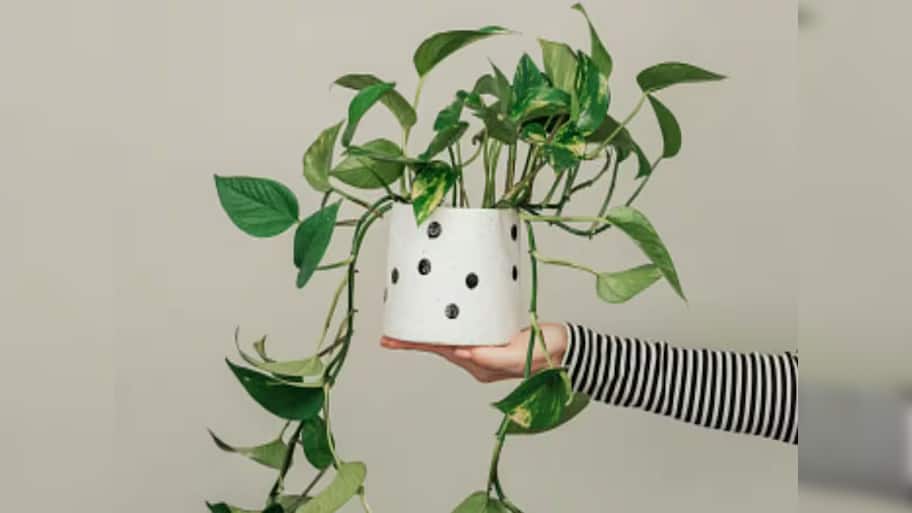 Money Plant: બારેમાસ મની પ્લાંટ રહેશે ખીલેલો, ગ્રોથ પણ થશે ઝડપી, મની પ્લાંટમાં નાખી દેજો 2 ચમચી આ પાવડર