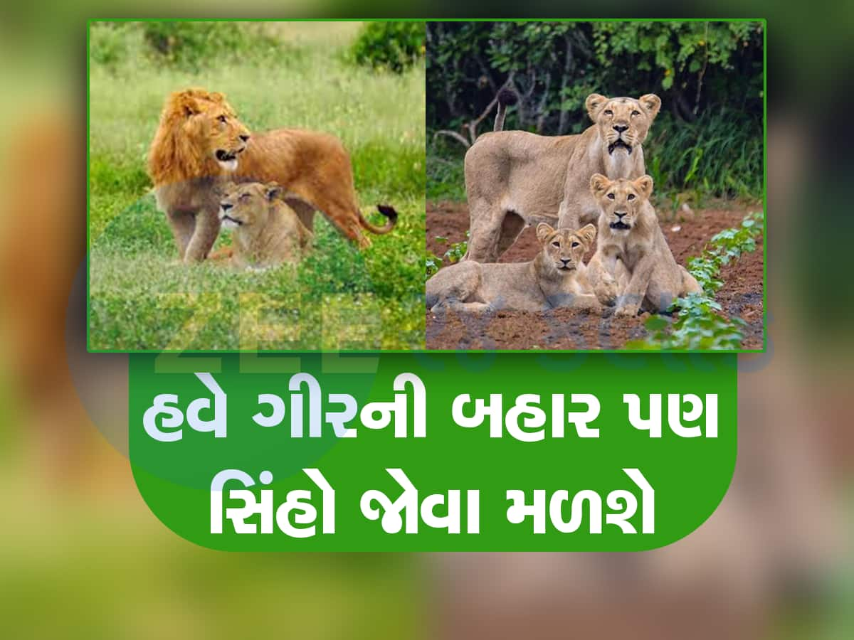 ગુજરાતમાં અહી બની રહ્યો છે નવો લાયન કોરિડોર! નવા ગીરમાં વિહરતા જોવા મળશે વનરાજ