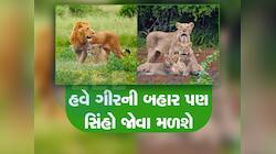 ગુજરાતમાં અહી બની રહ્યો છે નવો લાયન કોરિડોર! નવા ગીરમાં વિહરતા જોવા મળશે વનરાજ