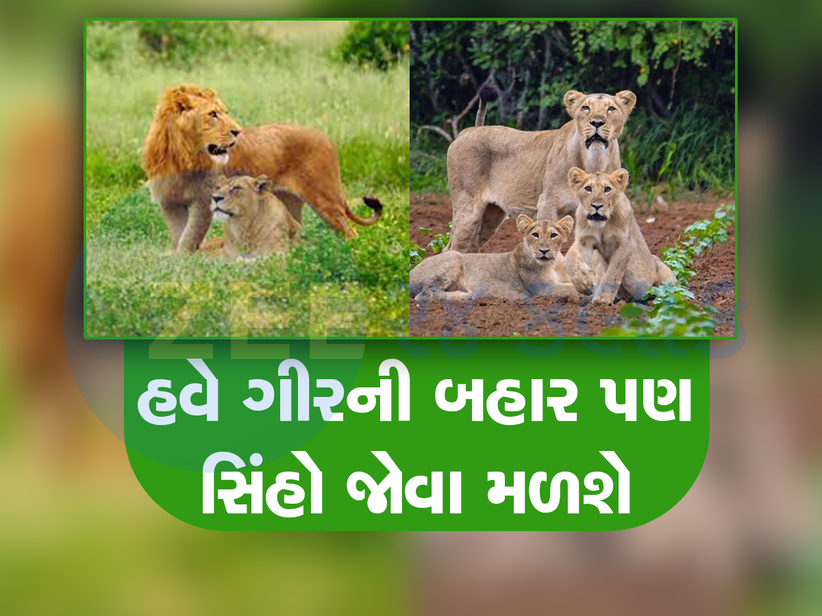 ગુજરાતમાં અહી બની રહ્યો છે નવો લાયન કોરિડોર! નવા ગીરમાં વિહરતા જોવા મળશે વનરાજ