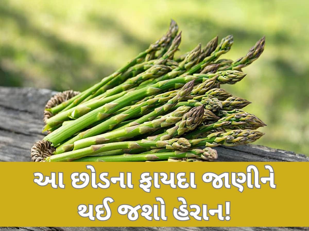 અમલા, મોરિંગા નહીં! આ છોડનું પણ કરો સેવન, શરીરને મળશે અદ્ભુત ફાયદા