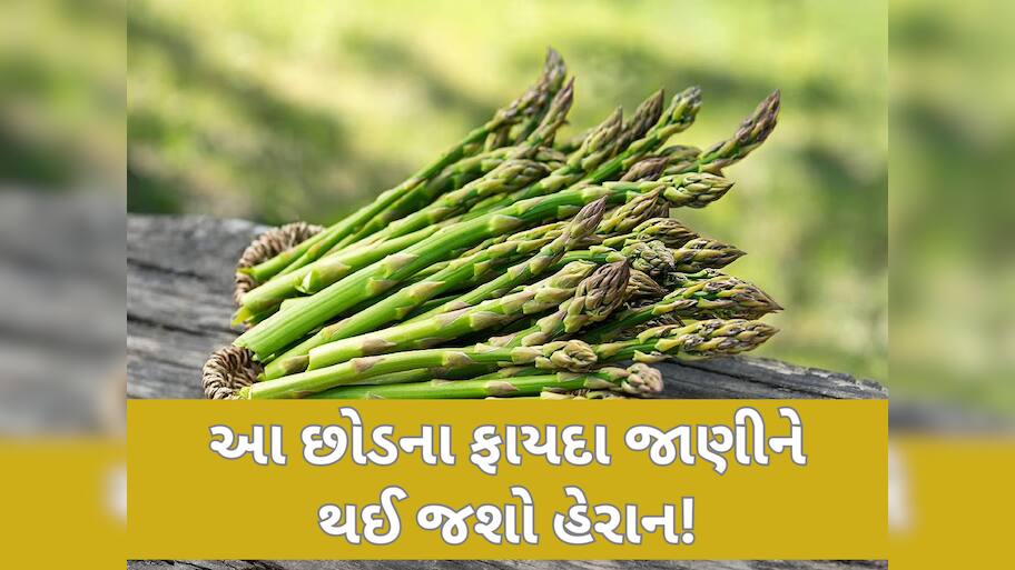 અમલા, મોરિંગા નહીં! આ છોડનું પણ કરો સેવન, શરીરને મળશે અદ્ભુત ફાયદા