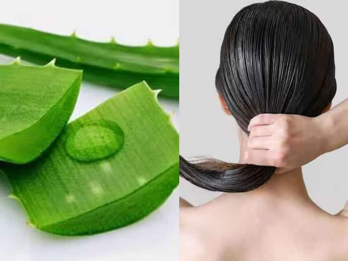 Aloe Vera For Hair: એલોવેરા સાથે આ વસ્તુઓ મિક્સ કરી લગાડો વાળમાં, વાળ થઈ જશે કાળા અને ઝડપથી થશે લાંબા