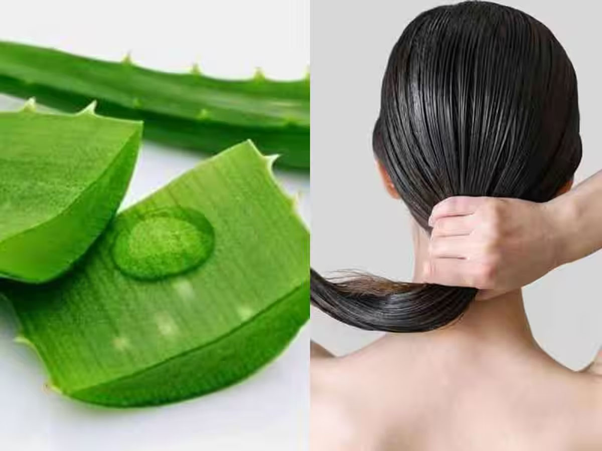 Aloe Vera For Hair: એલોવેરા સાથે આ વસ્તુઓ મિક્સ કરી લગાડો વાળમાં, વાળ થઈ જશે કાળા અને ઝડપથી થશે લાંબા Aloe Vera For Hair: એલોવેરા સાથે આ વસ્તુઓ મિક્સ કરી લગાડો વાળમાં, વાળ થઈ જશે કાળા અને ઝડપથી થશે લાંબા