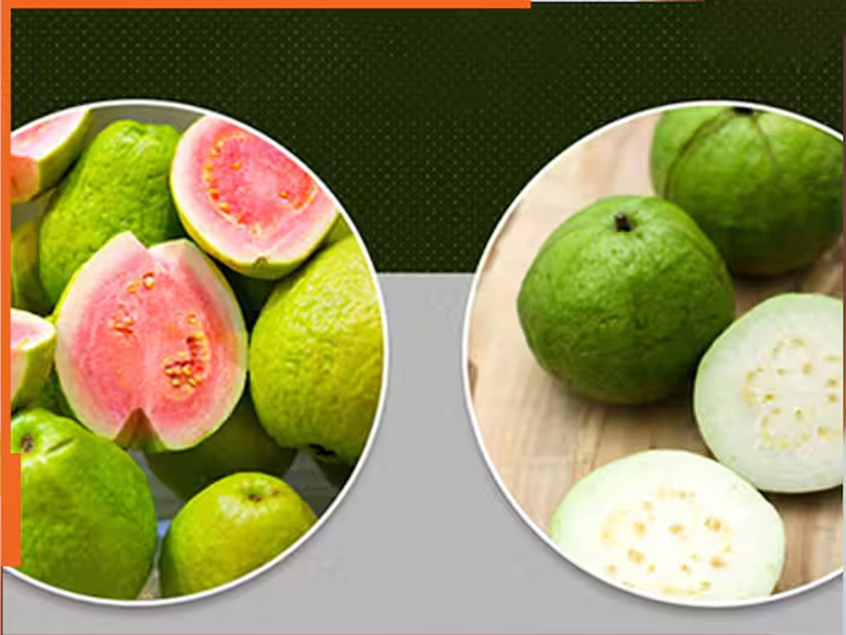 જામફળ અંદરથી લાલ છે કે સફેદ? આ ટ્રીકથી તમે જાતે જ જાણી શકશો જામફળ અંદરથી લાલ છે કે સફેદ? આ ટ્રીકથી તમે જાતે જ જાણી શકશો