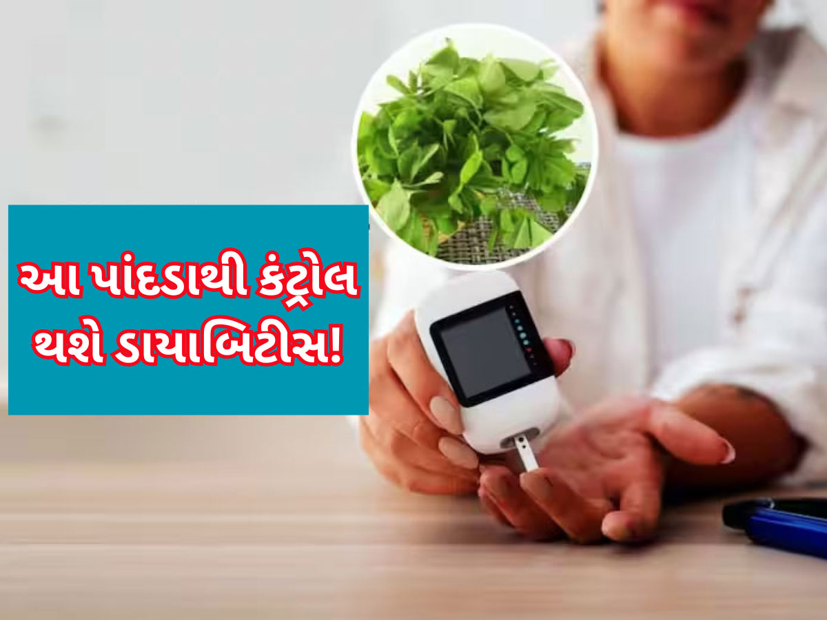 200 પાર થઈ ગયું છે બ્લડ શુગર? ફટાફટ આ 5 પાંદડા તોડીને જ્યૂસ બનાવીને પીઓ, ધડામ થશે શુગર લેવલ! 200 પાર થઈ ગયું છે બ્લડ શુગર? ફટાફટ આ 5 પાંદડા તોડીને જ્યૂસ બનાવીને પીઓ, ધડામ થશે શુગર લેવલ!