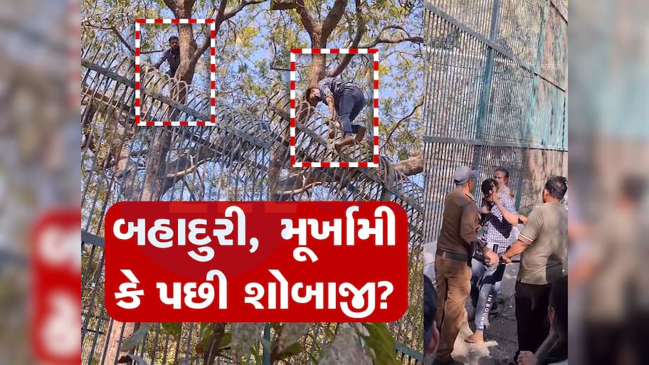 પ્રેમમાં પાગલ યુવક પ્રેમિકાને ઈમ્પ્રેસ કરવા વાઘના પાંજરામાં કૂદી ગયો, અમદાવાદના કાંકરિયા ઝુની ઘટના