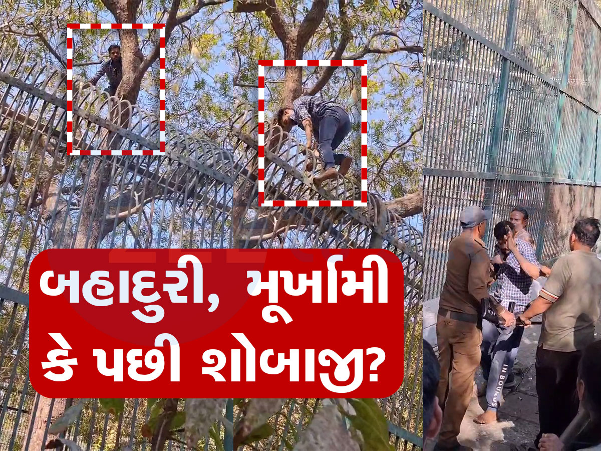 પ્રેમમાં પાગલ યુવક પ્રેમિકાને ઈમ્પ્રેસ કરવા વાઘના પાંજરામાં કૂદી ગયો, અમદાવાદના કાંકરિયા ઝુની ઘટના પ્રેમમાં પાગલ યુવક પ્રેમિકાને ઈમ્પ્રેસ કરવા વાઘના પાંજરામાં કૂદી ગયો, અમદાવાદના કાંકરિયા ઝુની ઘટના
