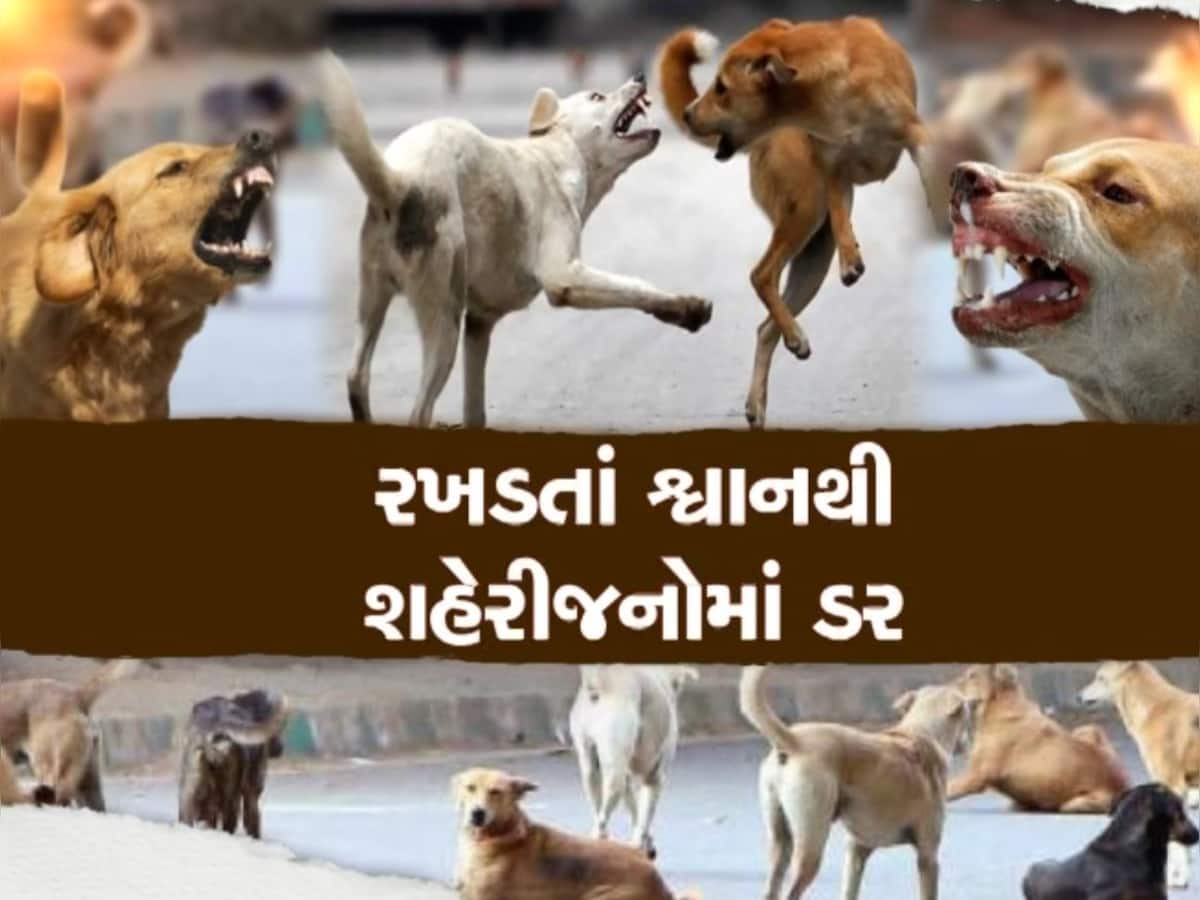 સુરતમાં રખડતા કૂતરાઓનો આતંક, મહિધરપુરામાં 10 દિવસમાં 150થી વધુ લોકોને બચકાં ભર્યા