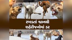 સુરતમાં રખડતા કૂતરાઓનો આતંક, મહિધરપુરામાં 10 દિવસમાં 150થી વધુ લોકોને બચકાં ભર્યા