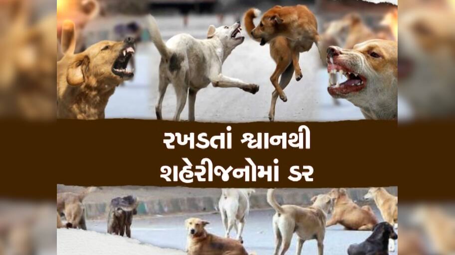 સુરતમાં રખડતા કૂતરાઓનો આતંક, મહિધરપુરામાં 10 દિવસમાં 150થી વધુ લોકોને બચકાં ભર્યા