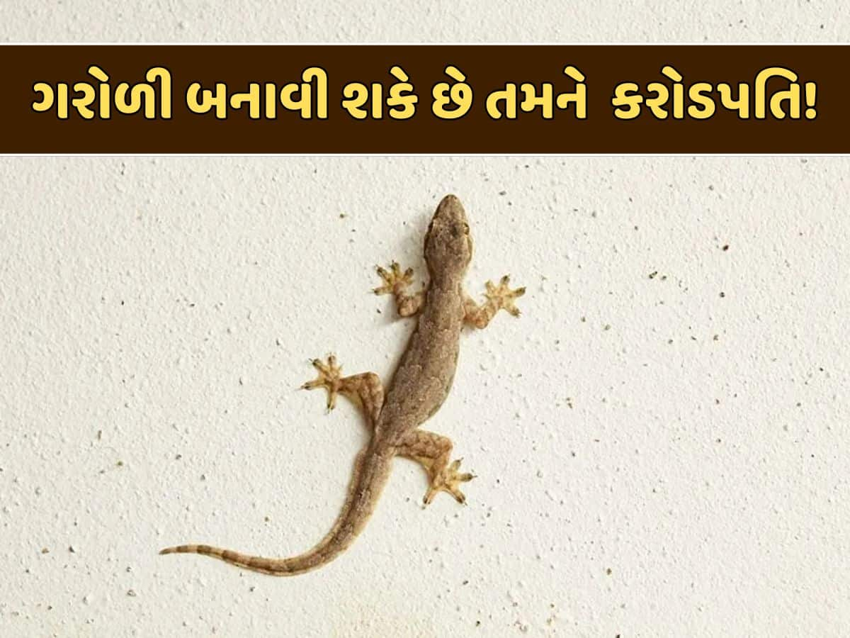 જોતા જ ચિતરી ચઢે અને ભગાડવા દોડીએ એવી ગરોળી તમને બનાવી શકે છે અદાણી-અંબાણી જેવા કરોડપતિ!