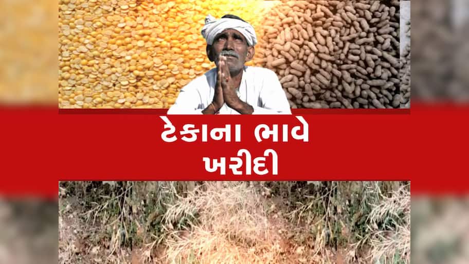 ટેકાના ભાવે મગફળીની ખરીદીમાં સરકારે નવો રેકોર્ડ બનાવ્યો, ખેડૂતોના ખાતામાં સીધો ફાયદો દેખાયો 