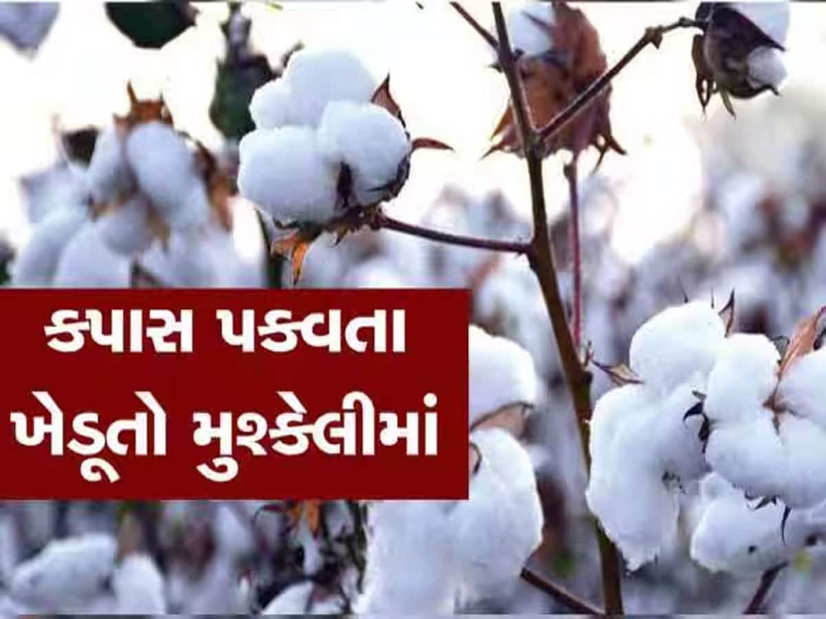 નંબર 1 રહેતા ગુજરાતને મોટો ઝટકો : કપાસના ઉત્પાદનમાં મહારાષ્ટ્ર આગળ નીકળી ગયું 