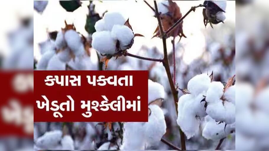 નંબર 1 રહેતા ગુજરાતને મોટો ઝટકો : કપાસના ઉત્પાદનમાં મહારાષ્ટ્ર આગળ નીકળી ગયું 
