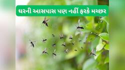 Mosquito: ઘરના ખૂણે-ખૂણામાં છુપાયેલા મચ્છર પણ ભાગી જશે, રુમમાં કરી દો આ તેલનો દીવો