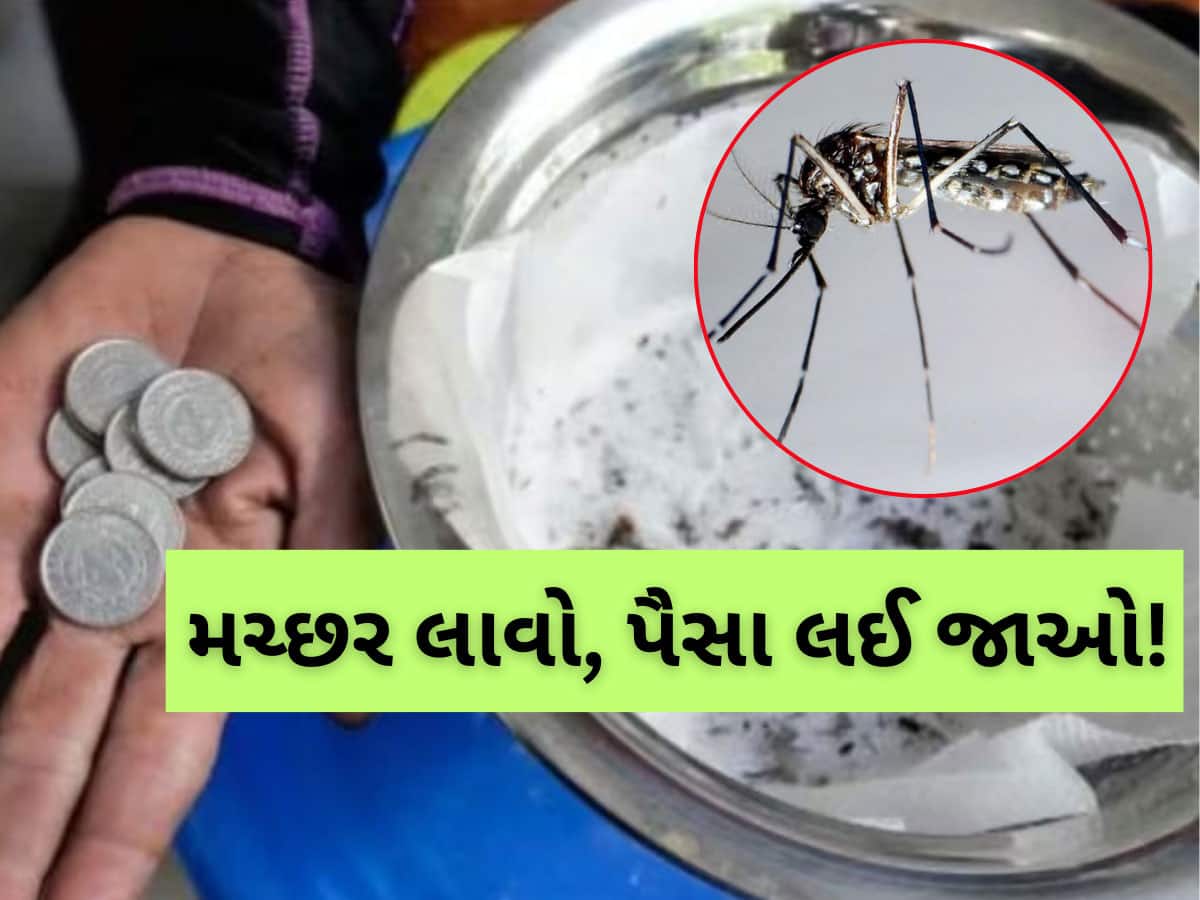 જીવતો કે મરેલો...5 મચ્છર લાવો અને આટલા પૈસા લઈ જાઓ, જાણો ક્યાં ચાલે છે આ મુહિમ, શું કારણ?