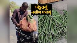 સરગવાની ખેતીમાં કિંગ બન્યો ગુજરાતના આ નાનકડો તાલુકો, અમેરિકા સુધી થાય છે એક્સપોર્ટ 