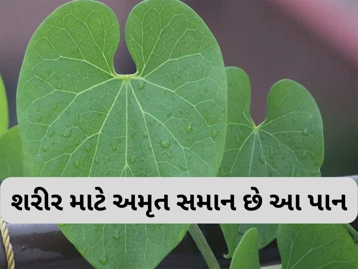 Giloy Benefits: 2 ચમચી આ પાનનો રસ રોજ પી લો, તમારી આસપાસ પણ નહીં ફરકે ગંભીર બીમારીઓ