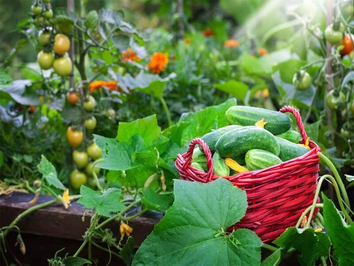 Gardening Tips: માર્ચ મહિનામાં ઝડપથી ઉગશે આ 5 શાકભાજી, માર્કેટમાંથી નહીં ખરીદવું પડે કંઈ