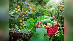 Gardening Tips: માર્ચ મહિનામાં ઝડપથી ઉગશે આ 5 શાકભાજી, માર્કેટમાંથી નહીં ખરીદવું પડે