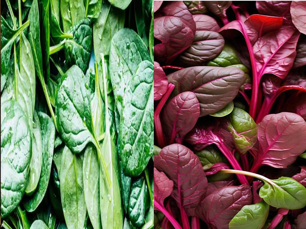 Green Spinach or Red Spinach which is more beneficial for diabetes ...