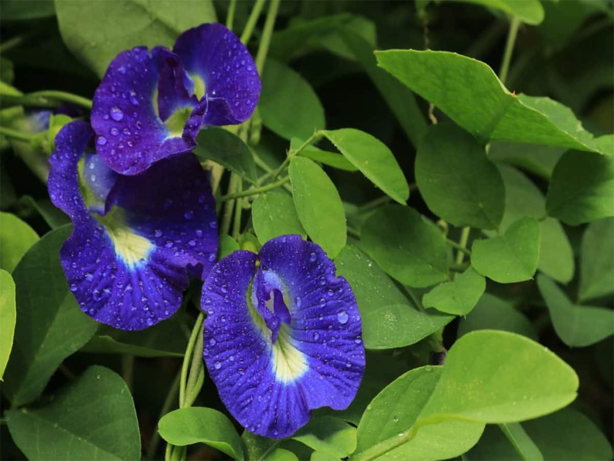 Gardening Tips: અપરાજિતાની વેલ સુકાશે નહીં, ગરમીની શરુઆતથી જ આ રીતે સંભાળ રાખો, ઉનાળામાં પણ ખીલશે અઢળક ફુલ