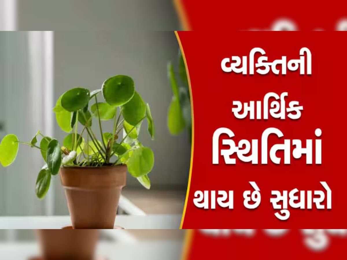 Money Plant Upay: શુક્રવારે ચૂપચાપ મની પ્લાન્ટમાં નાંખી દો આ એક ચીજ, ઝડપથી વધશે તમારું બેંક બેલેન્સ 