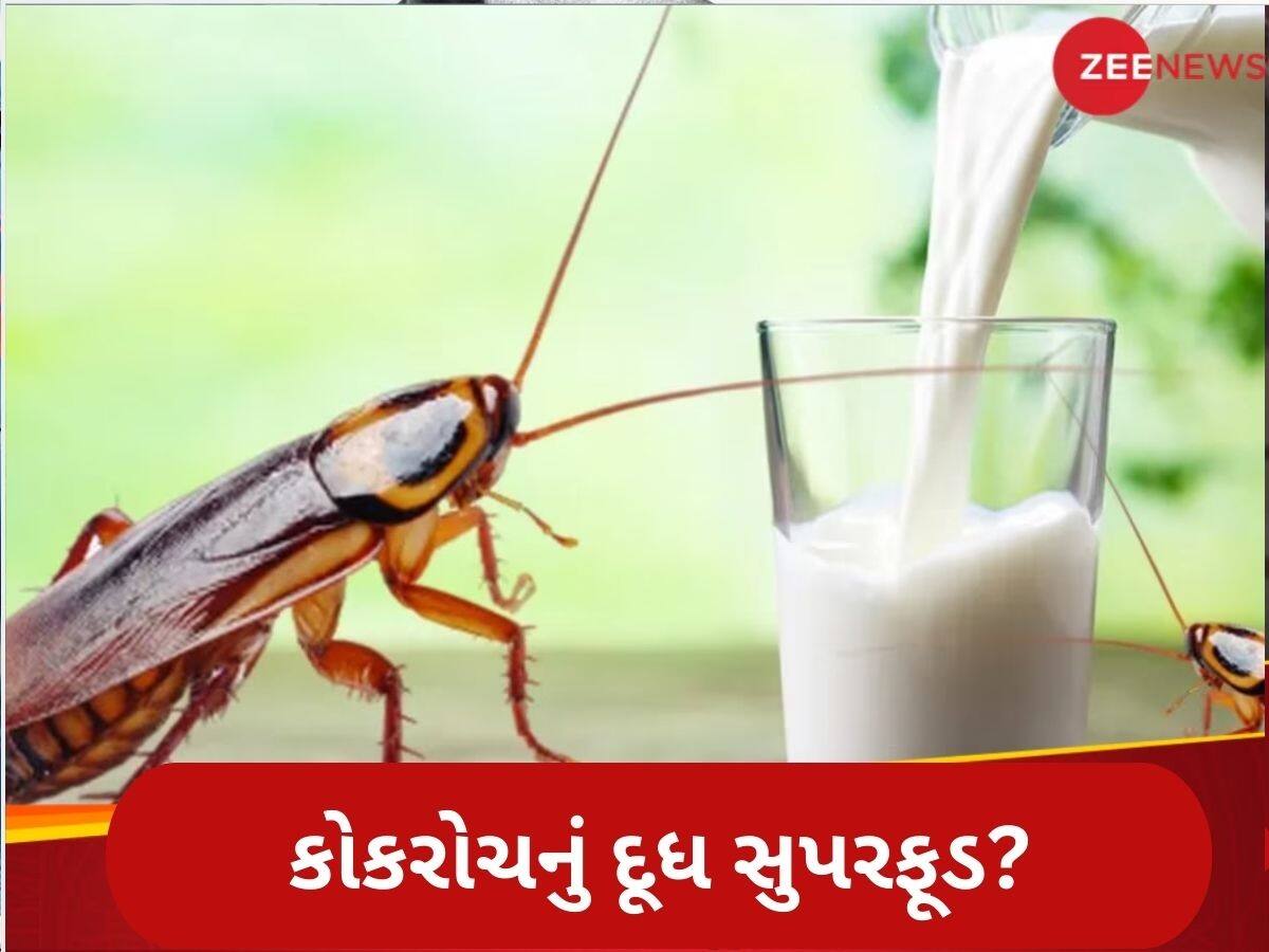   ગાયનું દૂધ છોડો, હવે કોકરોચનું દૂધ બનશે ભવિષ્યનું સુપરફૂડ? વૈજ્ઞાનિકોએ કર્યો ચોંકાવનારો ખુલાસો