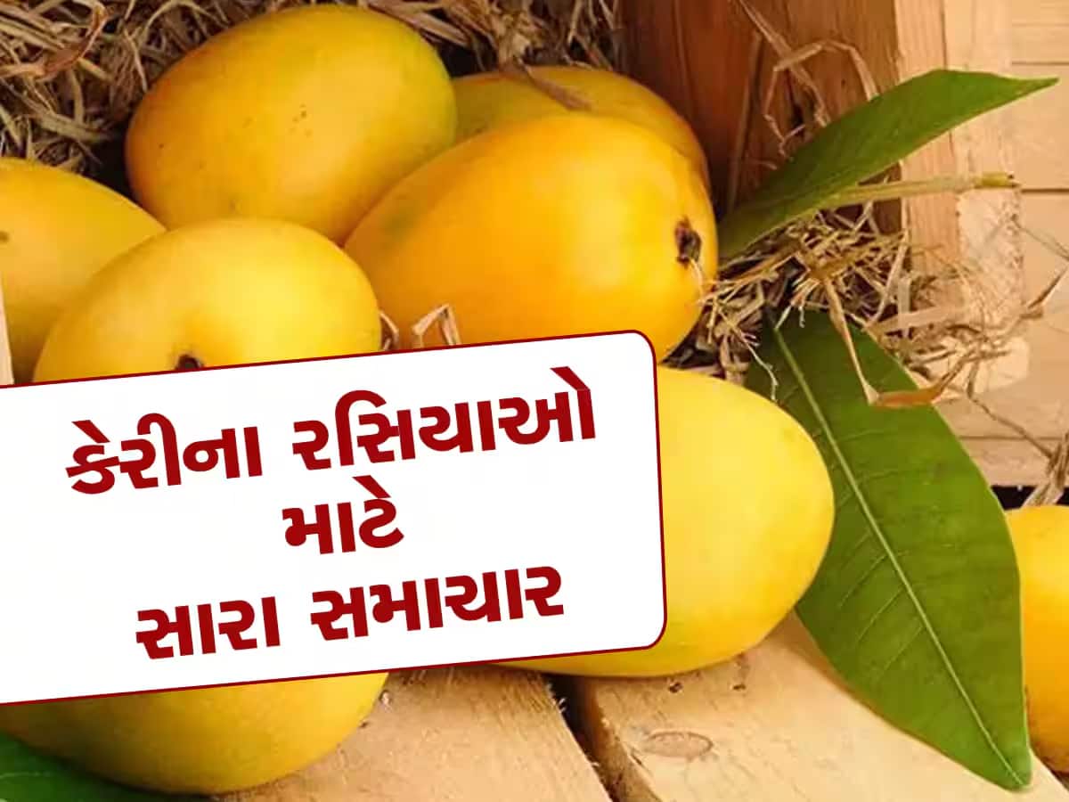 કેરી રસિકો માટે ખુશખબર: ગોંડલ માર્કેટ યાર્ડમાં કેસર કેરીનું થયું આગમન, એક બોક્સનો આટલો ભાવ બોલાયો