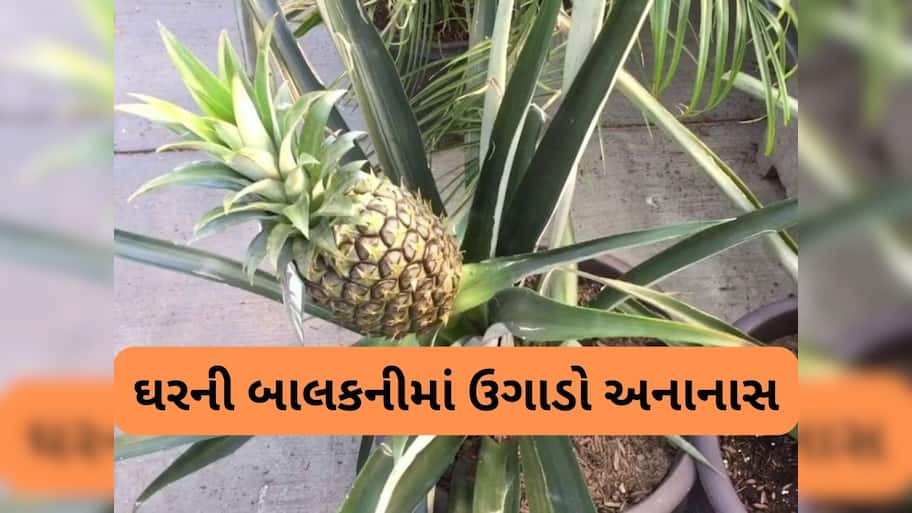 Pineapple: અનાનસના ઉપરના પાનને કચરો સમજી ફેંકો નહીં, તેમાંથી જ ઘરમાં ઉગાડી શકો છો અનાનસનો છોડ