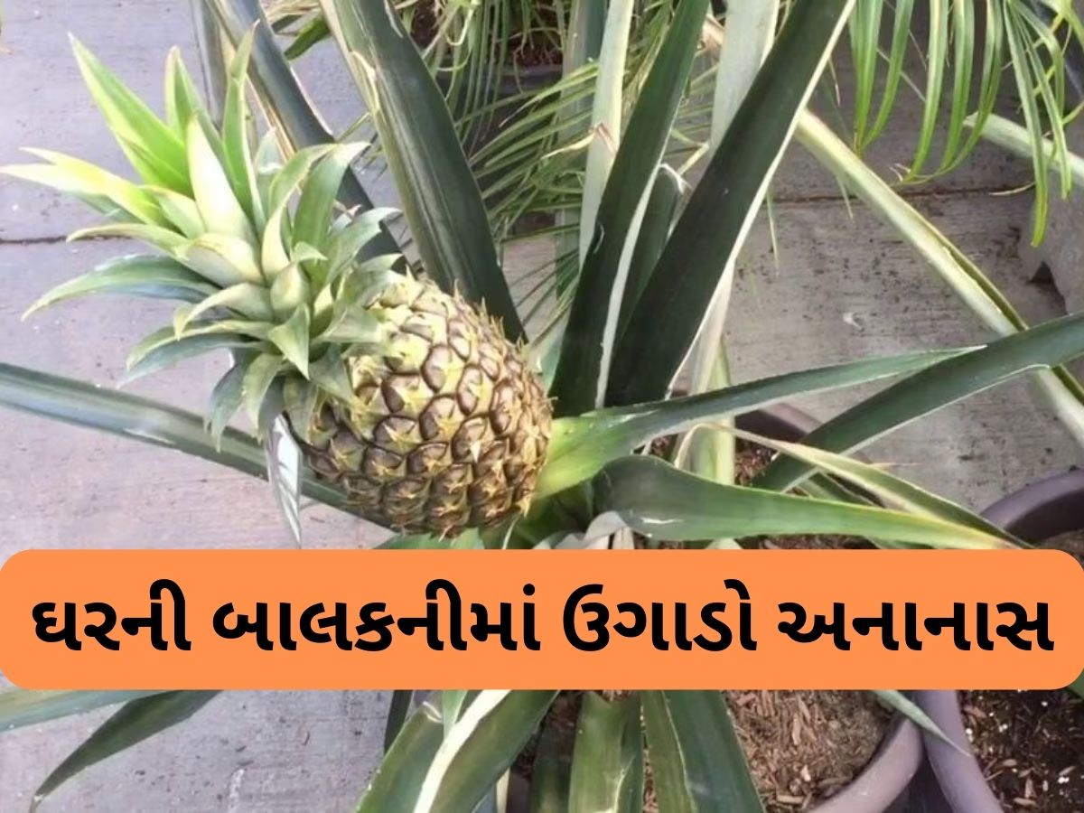 Pineapple: અનાનસના ઉપરના પાનને કચરો સમજી ફેંકો નહીં, તેમાંથી જ ઘરમાં ઉગાડી શકો છો અનાનસનો છોડ Pineapple: અનાનસના ઉપરના પાનને કચરો સમજી ફેંકો નહીં, તેમાંથી જ ઘરમાં ઉગાડી શકો છો અનાનસનો છોડ