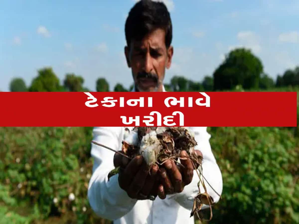 આ તારીખથી ગુજરાતમાં થશે ટેકાના ભાવે કપાસની ખરીદી, સરકારે જાહેર કર્યો હેલ્પલાઈન નંબર