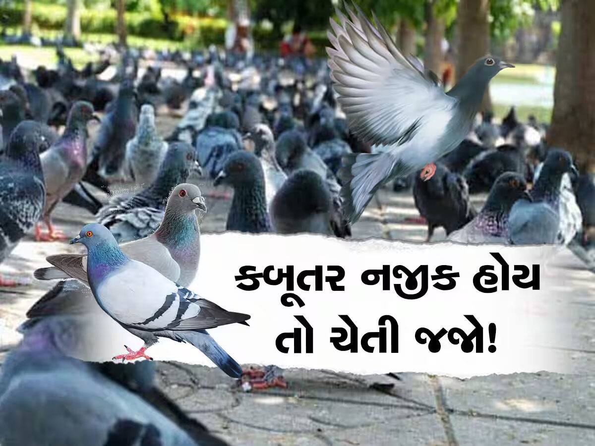 બાલ્કનીમાં બેસી રહેતા કબૂતરથી આઘા રહેજો, તમને મોટી બીમારીના ખાટલામાં પાડી શકે છે!