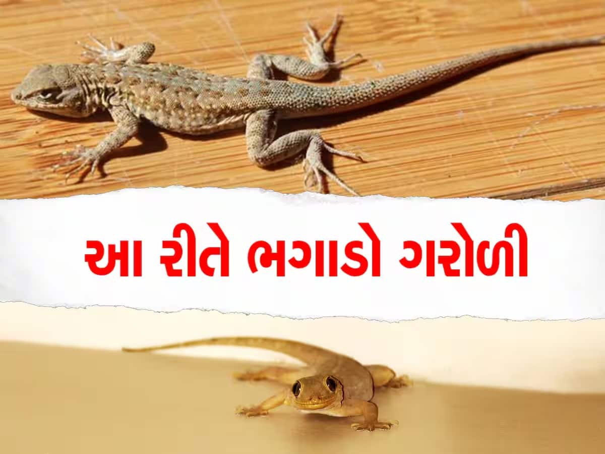 શું તમે પણ ગરોળીના ત્રાસથી છો પરેશાન? તો તેને ભગાડવા માટે અપનાવો આ ઉપાય
