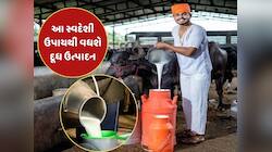 જો તમારી ગાય કે ભેંસ આપી રહી છે ઓછું દૂધ, તો અપનાવો આ સ્વદેશી ઉપાય