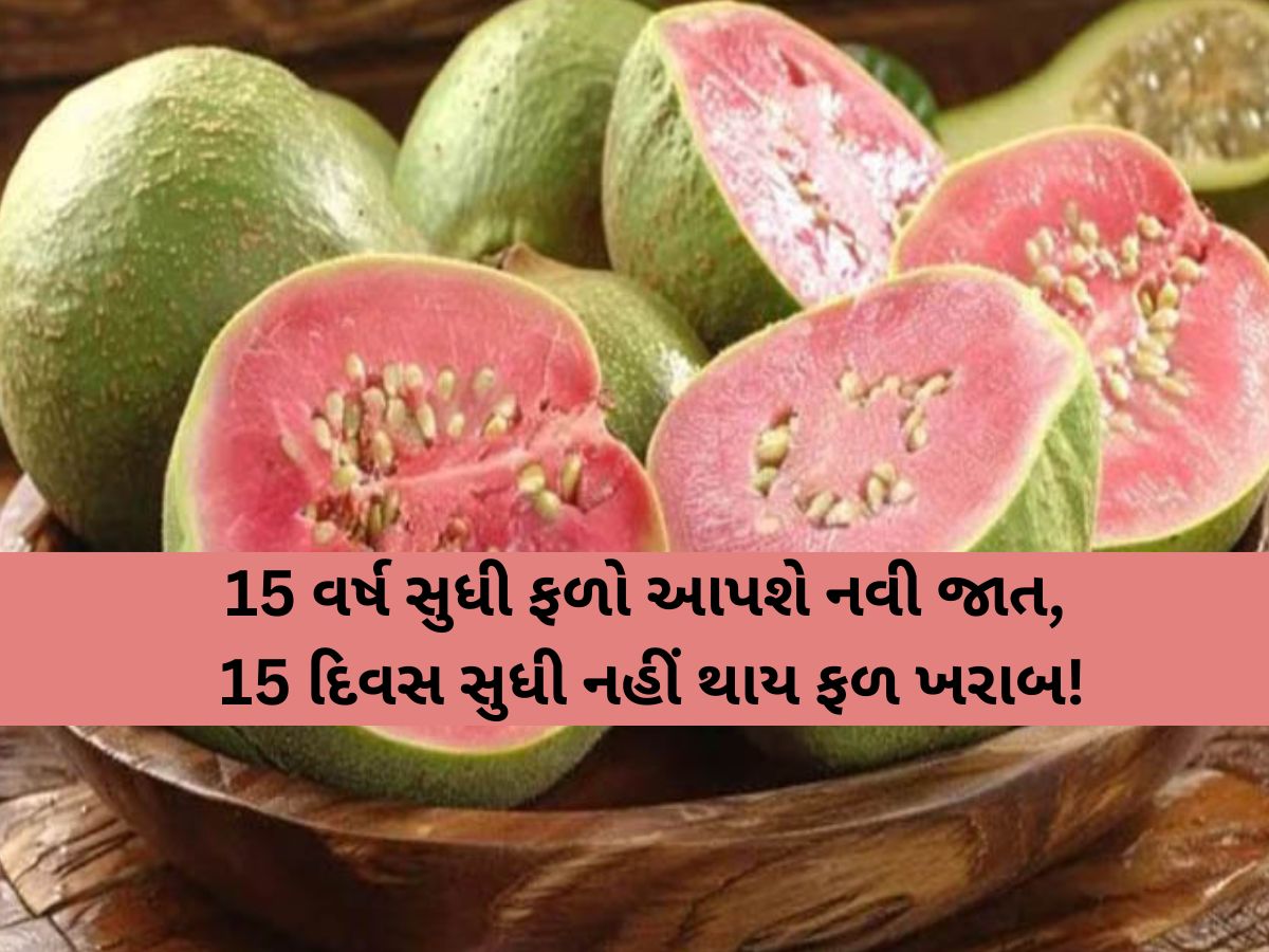 15 વર્ષ સુધી બમણી આવક રળી આપશે જામફળની આ નવી અદ્દભૂત જાત, વિશેષતા જાણીને લાગશે નવાઈ!
