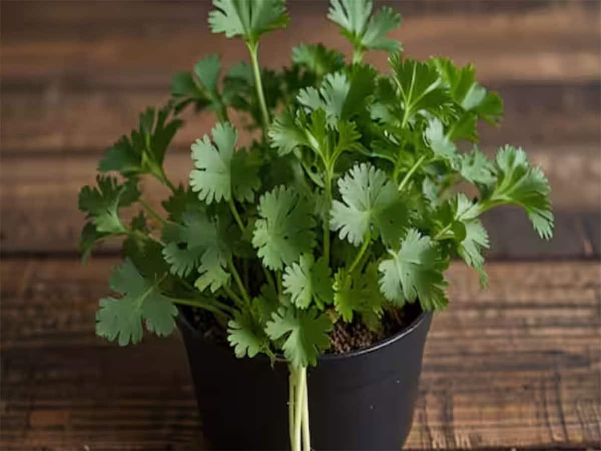 Coriander: માત્ર 4 દિવસમાં કુંડામાં ઉગી જાશે લીલા ધાણા, સુકા ધાણાથી આ રીતે ઘરે વાવો કોથમીર