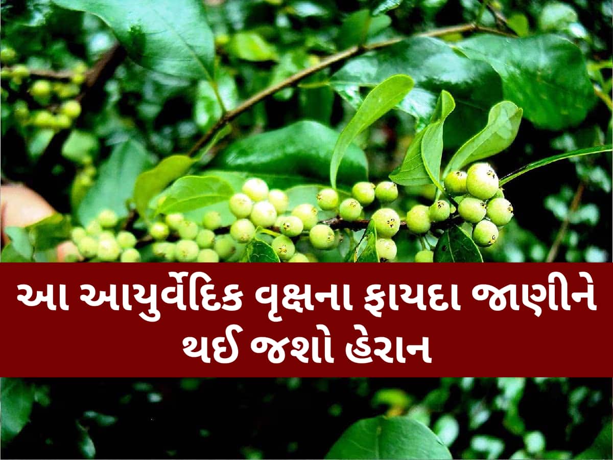 આંખ-કાન અને પેટની આ બીમારીઓ માટે રામબાણ છે આ વસ્તુ, ચપટીમાં જ દૂર થશે સમસ્યા!